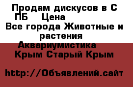 Продам дискусов в С-ПБ. › Цена ­ 3500-4500 - Все города Животные и растения » Аквариумистика   . Крым,Старый Крым